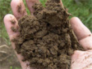 Кислотность почвы на вашем участке: как определить и уменьшить?