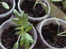 Пикирование рассады: томатов и капусты: белокочанной, брюссельской, кольраби.