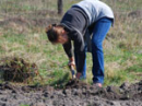 Весенняя подготовка почвы к посадке, повышение плодородия и борьба с вредителями и болезнями.